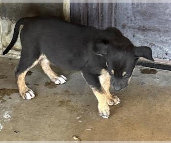 Medium Photo #1 Mutt Puppy For Sale in San Antonio, TX, USA