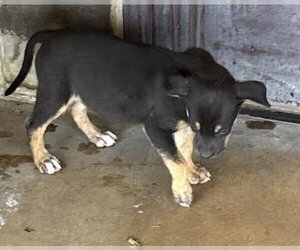 Mutt Dogs for adoption in San Antonio, TX, USA