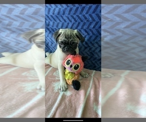 Pug Puppy for sale in FALMOUTH, VA, USA
