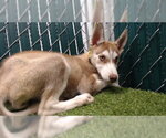 BISCUIT - Female Siberian Husky Dog for Adoption - Small photo