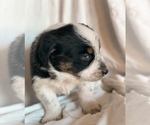 Small #3 Australian Shepherd