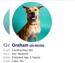 Small #1 Carolina Dog Mix