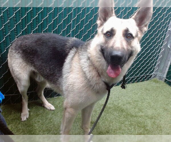 Medium Photo #1 German Shepherd Dog Puppy For Sale in Downey, CA, USA