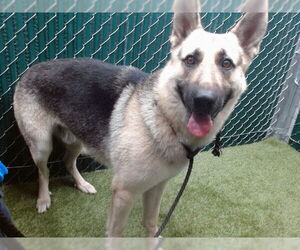 German Shepherd Dog Dogs for adoption in Downey, CA, USA