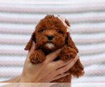 Small #3 Cavapoo-Poodle (Toy) Mix