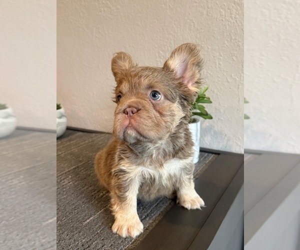 Medium Photo #6 French Bulldog Puppy For Sale in SEATTLE, WA, USA