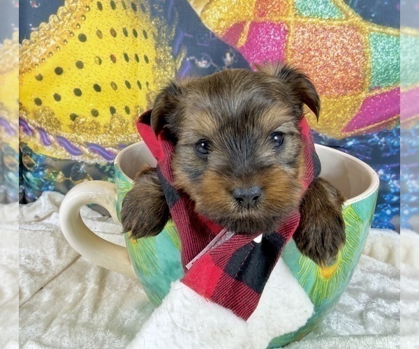 Medium Photo #25 Morkie Puppy For Sale in CASSVILLE, MO, USA