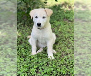 Golden Labrador Dogs for adoption in Brewster, NY, USA