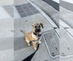 Small #6 Boxer Mix