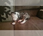 Puppy 4 Catahoula Leopard Dog