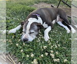 Small Photo #12 Labrador Retriever-Unknown Mix Puppy For Sale in Rockaway, NJ, USA