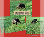Small #5 Doberman Pinscher