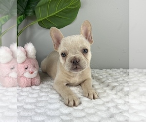 Bulldog Puppy for sale in FRANKLIN, IN, USA