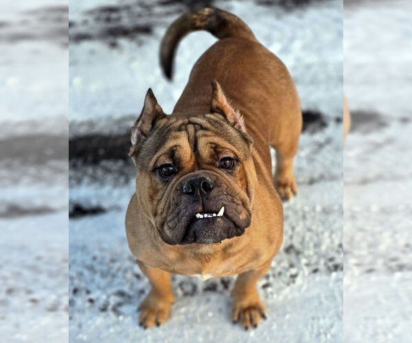 Medium Photo #1 Bulldog Puppy For Sale in Westminster, MA, USA