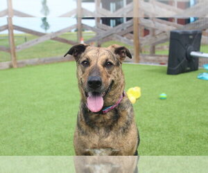 Riley - Female Mutt Dog for Adoption - Photo #4