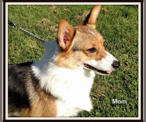 Mother of the Pembroke Welsh Corgi puppies born on 03/18/2022