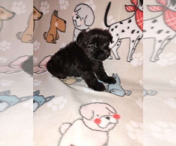 Medium Photo #41 YorkiePoo Puppy For Sale in LAPEER, MI, USA