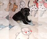 Small Photo #41 YorkiePoo Puppy For Sale in LAPEER, MI, USA