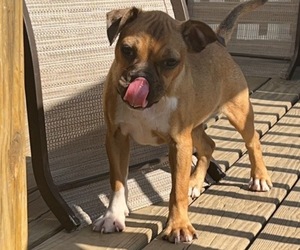Faux Frenchbo Bulldog Puppy for sale in NEWARK, DE, USA