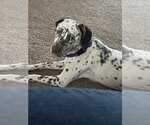 Small #1 Dalmatian-Labrador Retriever Mix