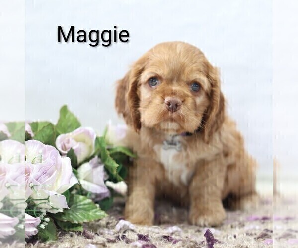 Medium Photo #23 Cocker Spaniel Puppy For Sale in LOYAL, WI, USA