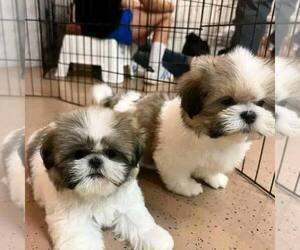 Shih Tzu Puppy for sale in SAN ANTONIO, TX, USA