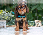 Small Photo #34 Cavalier King Charles Spaniel Puppy For Sale in SALEM, IN, USA