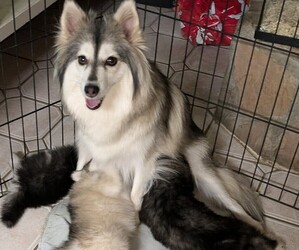 Pomsky Puppy for Sale in PHOENIX, Arizona USA