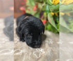 Small #6 Labrador Retriever