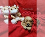 Small Photo #1 Golden Retriever Puppy For Sale in HODGENVILLE, KY, USA