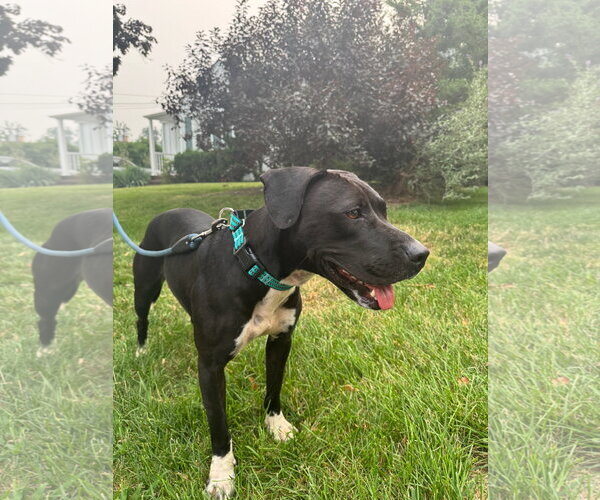 Medium Photo #7 Labrador Retriever-Staffordshire Bull Terrier Mix Puppy For Sale in Oakhurst, NJ, USA