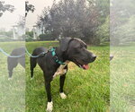 Small Photo #7 Labrador Retriever-Staffordshire Bull Terrier Mix Puppy For Sale in Oakhurst, NJ, USA