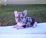 Puppy Puppy 4 French Bulldog