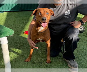 Mutt Dogs for adoption in Pasadena, CA, USA