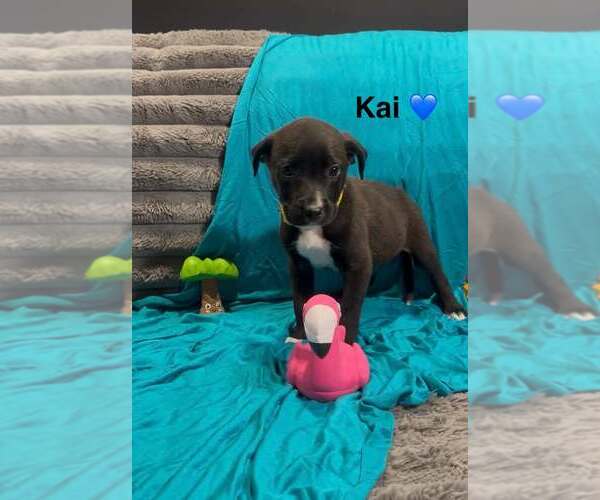Medium Photo #1 Mutt Puppy For Sale in Turlock, CA, USA