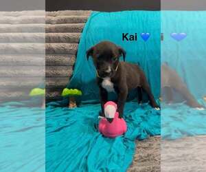 Mutt Dogs for adoption in Turlock, CA, USA