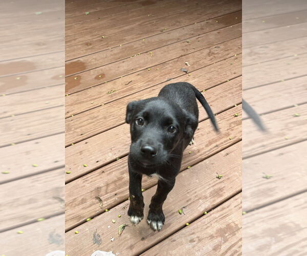 Medium Photo #8 Labrador Retriever-Unknown Mix Puppy For Sale in Mooresville, NC, USA