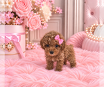 Poodles - Female Poodle (Miniature) Puppy for Sale - Photo #16