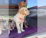 Small Photo #13 Golden Retriever Puppy For Sale in MERCED, CA, USA