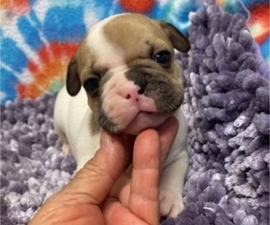 French Bulldog Puppy for sale in DAVIDSONVILLE, MD, USA