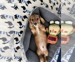 Small Photo #4 Dachshund Puppy For Sale in LA VERNE, CA, USA