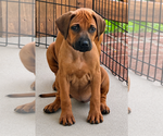 Small #25 Rhodesian Ridgeback