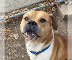 Mutt Dogs for adoption in Tulsa, OK, USA