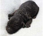Small Photo #8 Boykin Spaniel Puppy For Sale in CARLISLE, KY, USA