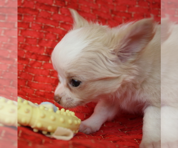 Medium Photo #11 Chihuahua Puppy For Sale in ABILENE, KS, USA