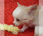 Small Photo #11 Chihuahua Puppy For Sale in ABILENE, KS, USA