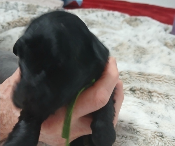 Medium Photo #24 Schnoodle (Giant) Puppy For Sale in ANDERSON, CA, USA