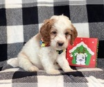 Small Photo #3 Cocker Spaniel-Poodle (Miniature) Mix Puppy For Sale in LAKELAND, FL, USA