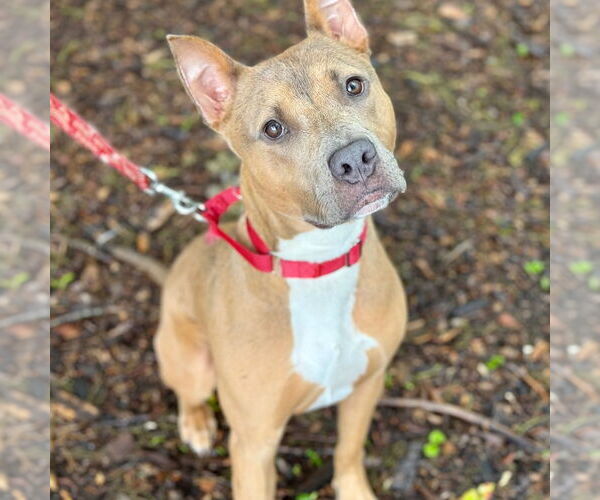 Medium Photo #5 Mutt Puppy For Sale in Canton, CT, USA