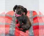Small #2 Poodle (Miniature) Mix